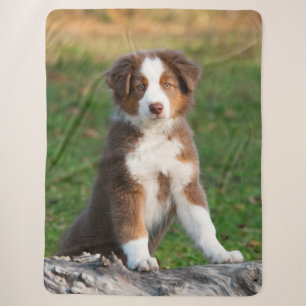 Cute Red Tri Australian Shepherd Dog Puppy Photo , Sherpa Blanket