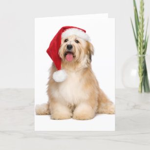 Cute Reddish Sitting Christmas Havanese Puppy Holiday Card