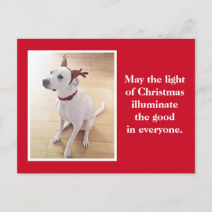 Cute Reindeer Puppy Dog Red Christmas Postcard