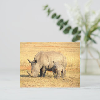 Cute rhinoceros in africa   postcard