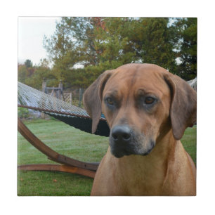 Cute Rhodesian Ridgeback Tile