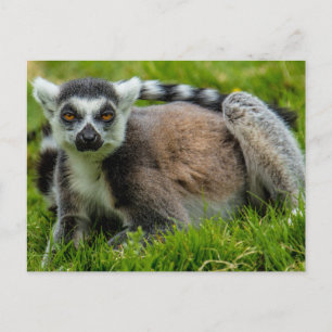Cute ring tail lemur design products postcard