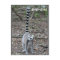 Cute Ring-Tailed Lemur Photo
