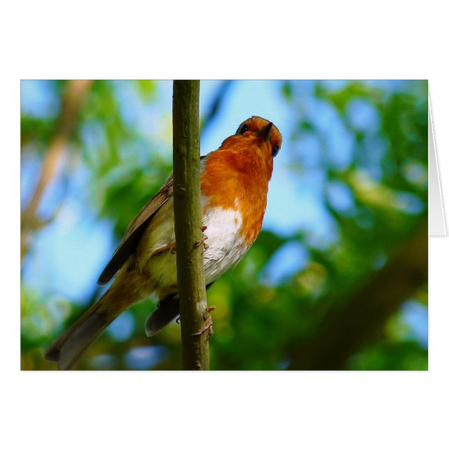 CUTE ROBIN CARD (Front Horizontal)
