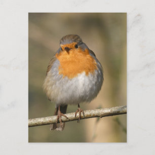 Cute Robin Close do-it-yourself carte postale
