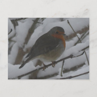 Cute Robin Close Up in Snow DIY Postcard