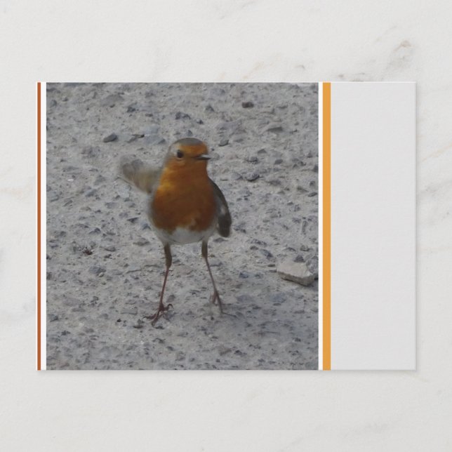 Cute Robin DIY Postcard (Front)