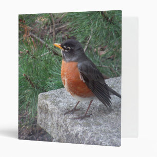 Cute Robin In Garden Photo Classeur