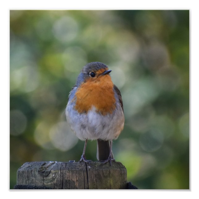 Cute Robin Photo Print (Front)