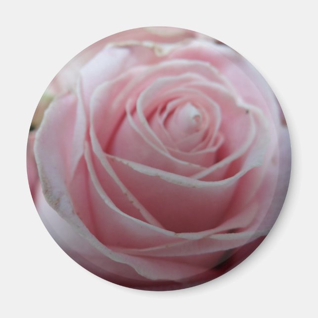 Cute Rose Flower Magnet (Front)