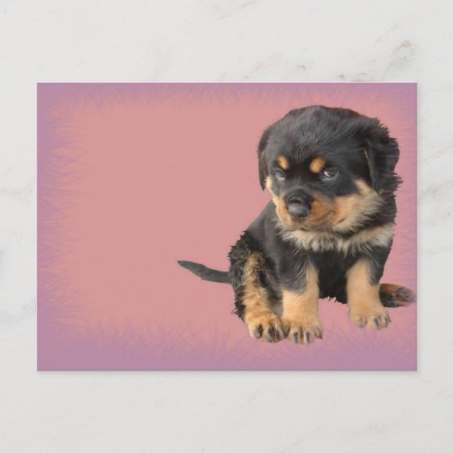 Cute Rottweiler Birthday Postcard (Front)