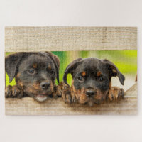 Cute Rottweiler Puppies Dog Animal Nature