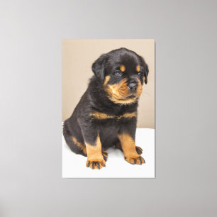 Cute rottweiler puppy canvas print