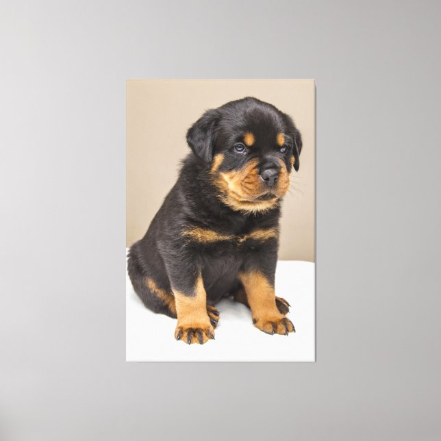 Cute rottweiler puppy canvas print (Front)