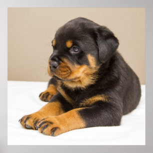 Cute rottweiler puppy poster