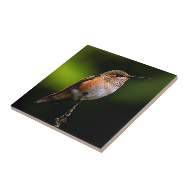 Cute Rufous Hummingbird on Fruit Tree Tile (Side)