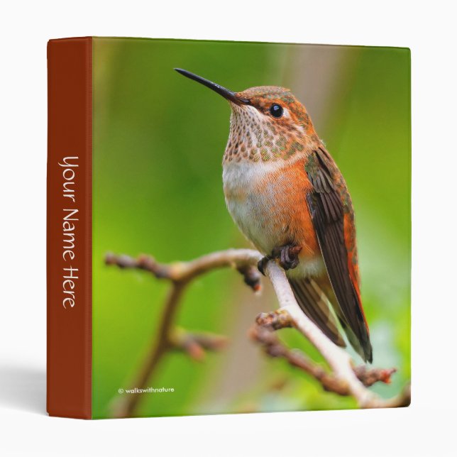 Cute Rufous Hummingbird on Plum Tree Branch Binder (Front/Spine)