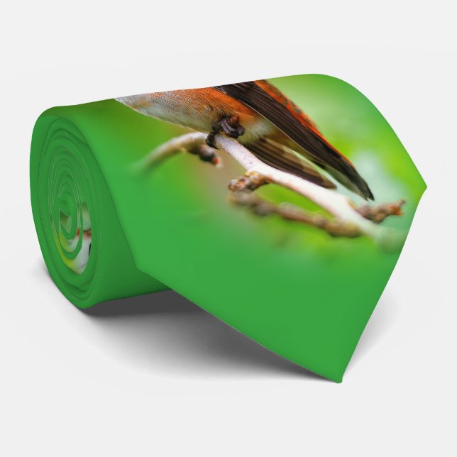 Cute Rufous Hummingbird on Plum Tree Branch Tie (Rolled)