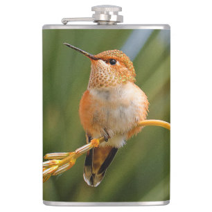 Cute Rufous Hummingbird Perched on Flower Hip Flask