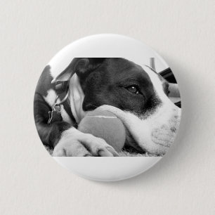 cute sad looking pitbull dog black white with ball 2 inch round button