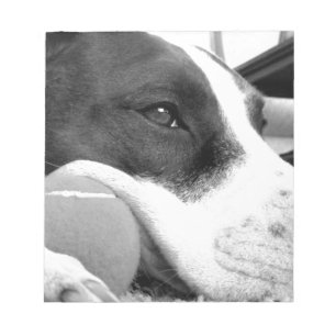 cute sad looking pitbull dog black white with ball notepad