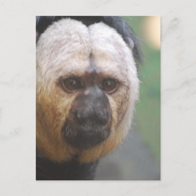 Cute Saki Monkey Postcard (Front)