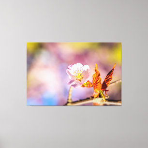 Cute Sakura Flower Canvas Print