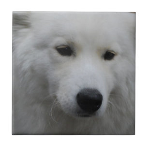 Cute Samoyed Tile