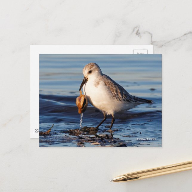 Cute Sanderling Sandpiper Dines on Clam at Beach Postcard (Front/Back In Situ)