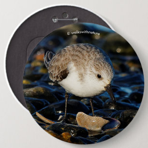 Cute Sanderling Sandpiper Shorebird Dines on Clam 6 Inch Round Button