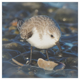Cute Sanderling Sandpiper Shorebird Dines on Clam Fabric