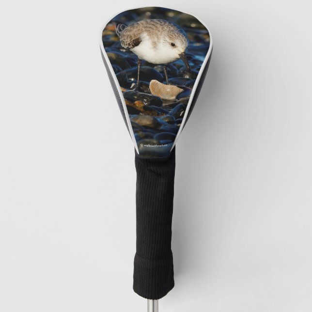 Cute Sanderling Sandpiper Shorebird Dines on Clam Golf Head Cover (Front)