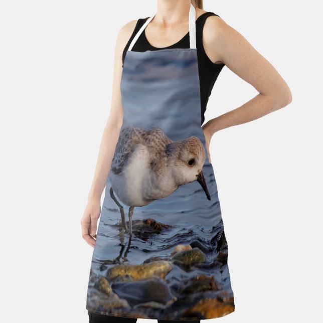 Cute Sanderling Sandpiper Strolls Wintry Beach Apron (Insitu)
