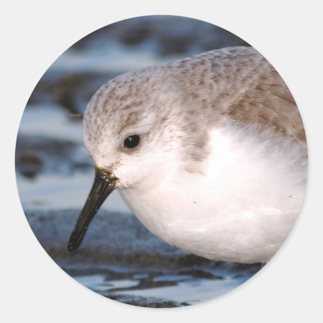 Cute Sanderling Sandpiper Wanders Winter Shores Classic Round Sticker (Front)