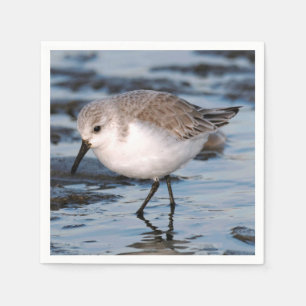 Cute Sanderling Sandpiper Wanders Winter Shores Napkin