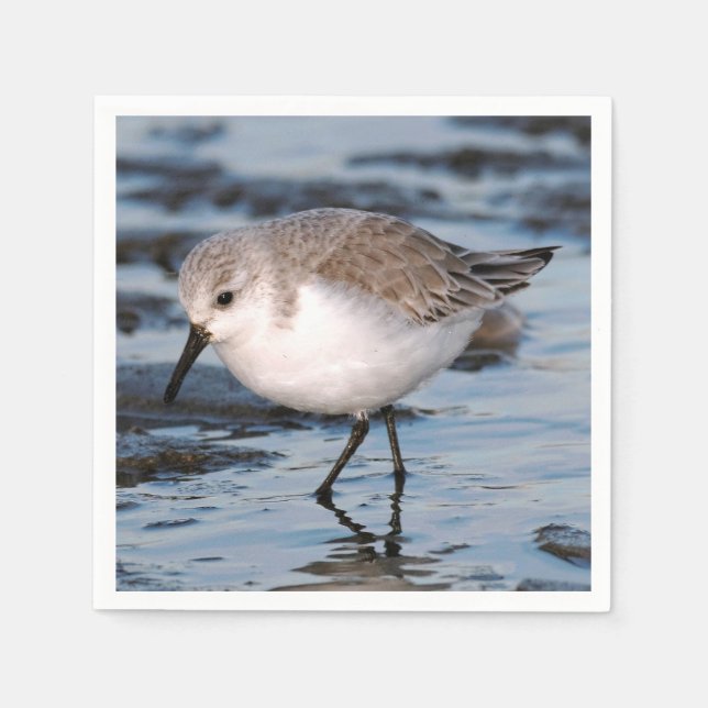 Cute Sanderling Sandpiper Wanders Winter Shores Napkin (Front)
