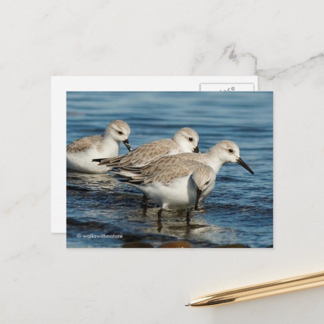 Cute Sanderlings Sandpipers at Beach Postcard (Front/Back In Situ)