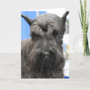 Cute Schnauzer Greeting Cards