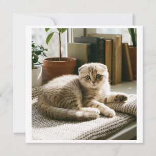 Cute Scottish Fold Cat Invitation Cozy Cat Lover