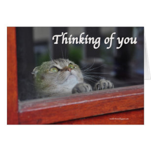 Cute Scottish Fold Cat pensant que vous priez cart