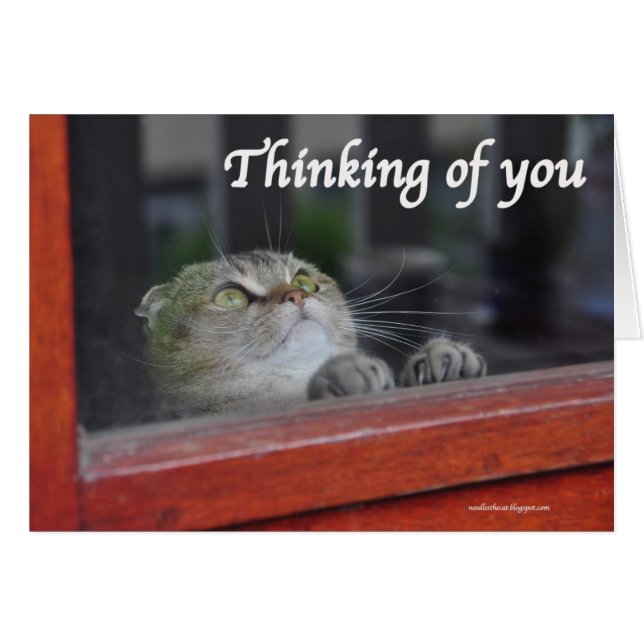 Cute Scottish Fold Cat pensant que vous priez cart (Devant horizontal)
