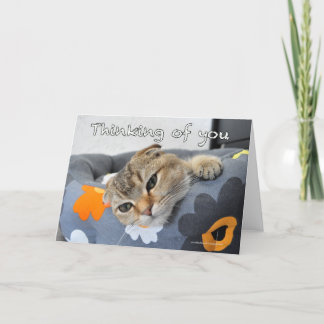 Cute scottish fold cat thinking of you card