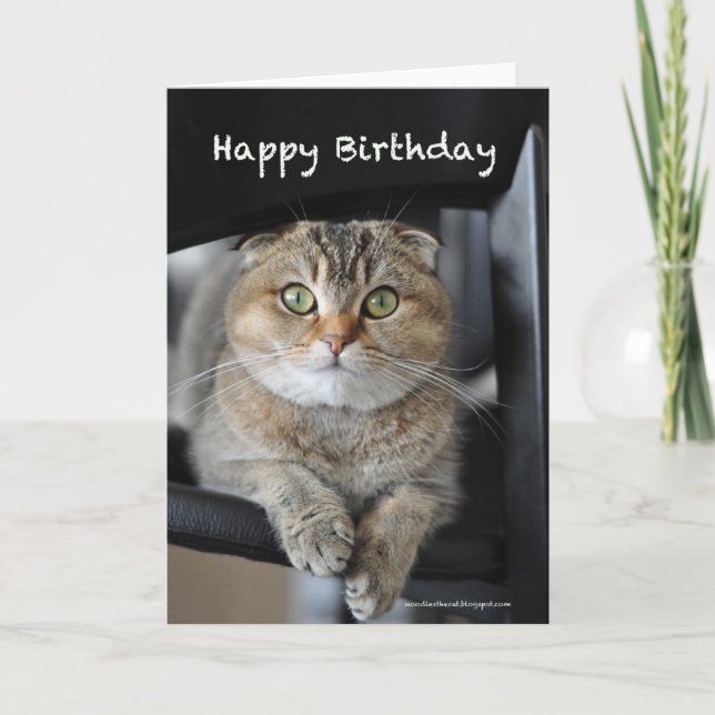 cute scottish fold noodles cat happy birthday card (Front)