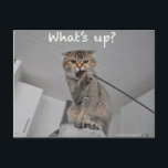 Cute scottish fold noodles cat hello funny card<br><div class="desc">What's up doc?</div>