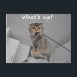Cute scottish fold noodles cat hello funny card<br><div class="desc">What's up doc?</div>