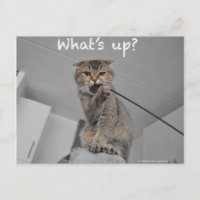 Cute scottish fold noodles cat hello funny card