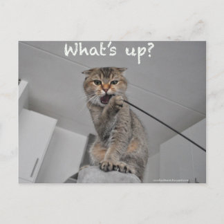 Cute scottish fold noodles cat hello funny card