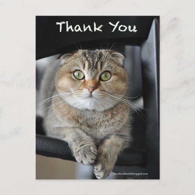 Cute scottish fold noodles cat thank you postcard (Front)