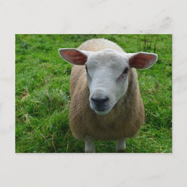 Cute Scottish Sheep Postcard (Front)