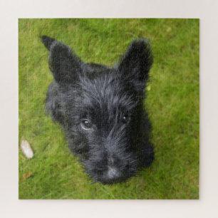 Cute Scottish Terrier Puppy Jigsaw Puzzle